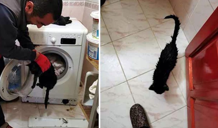 Kahramanmaraş'ta çamaşır makinesinde mahsur kalan kedi kurtarıldı