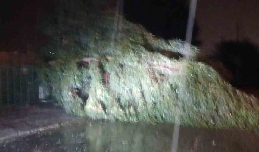 Aydın’da kuvvetli rüzgar etkisini gösterdi