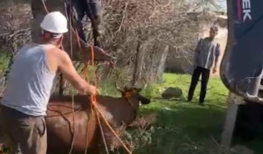 Kuyuya düşen inek kurtarıldı