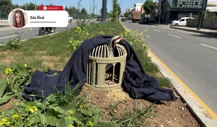 Keklik: Kürtlerin sevgilisi mi, ihanet simgesi mi?
