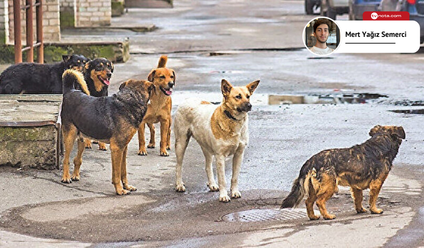 Ankara’da sokak köpekleri sorunu derinleşiyor: Toplamak çözüm değil
