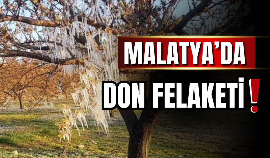 Don felaketi kayısıyı yıkıma uğrattı, ağaçlar da kurudu