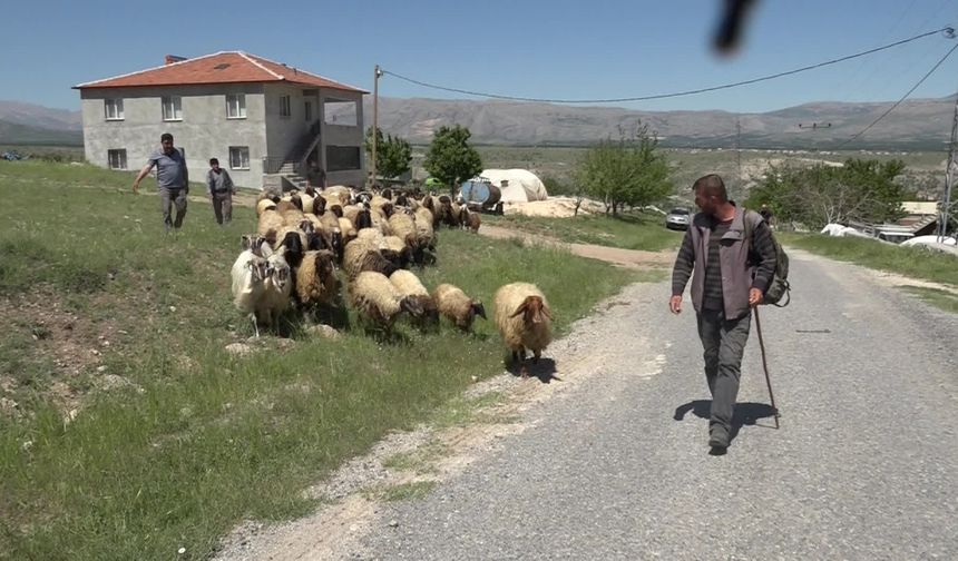 Malatya’da zorlu göç: Yaylaya geç çıkan yetiştiriciler hem yol hem geçim derdinde