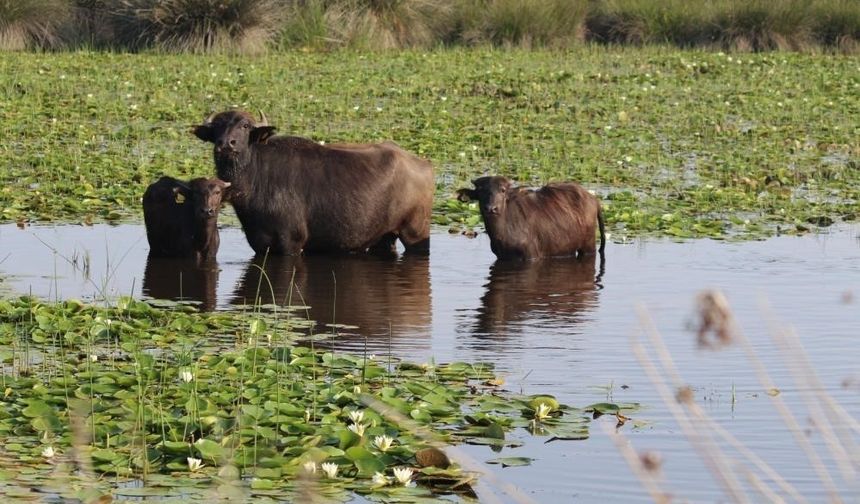 Kızılırmak Deltası'nda manda yetiştiriciliği markalaşarak geleceğe taşınıyor