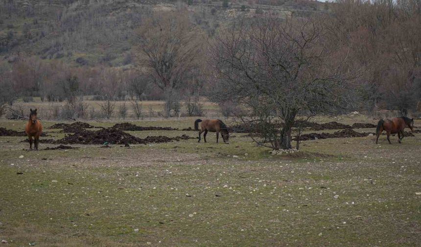 Ankara'da yılkı atları havadan görüntülendi