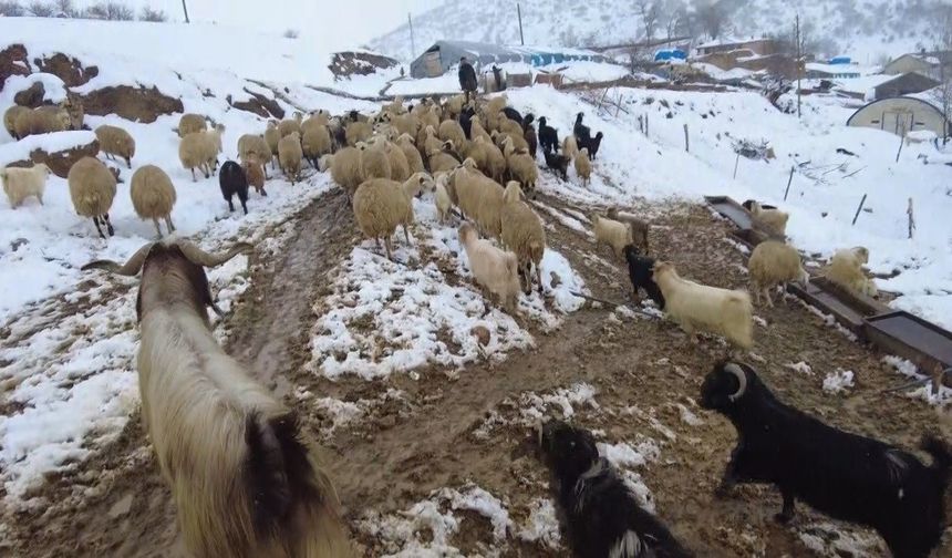 Beyaz örtü altında zorlu yaşam: Erzincan köylerinde kış mesaisi