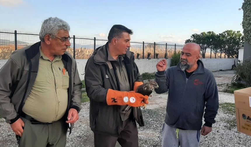 Çanakkale'de yaralı şahin koruma altına alındı