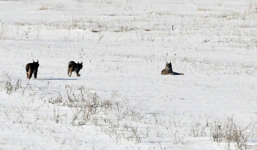 Elazığ'da vaşak ailesi görüntülendi