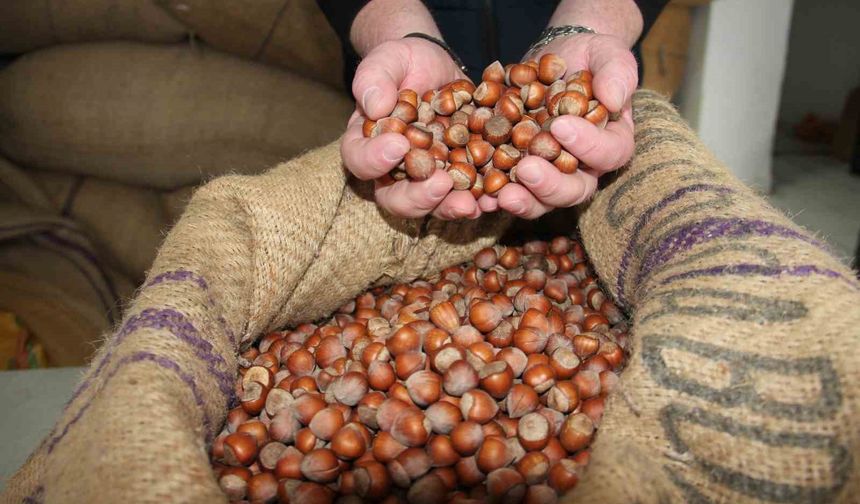 Fındık fiyatları durağan seyrini sürdürüyor