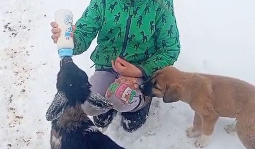 Fırtınada kaybolan kuzu 3 gün sonra sağ bulundu