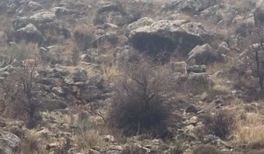 Hasankeyf'te örnek davranış: Sürücü durdu, dağ keçileri geçti