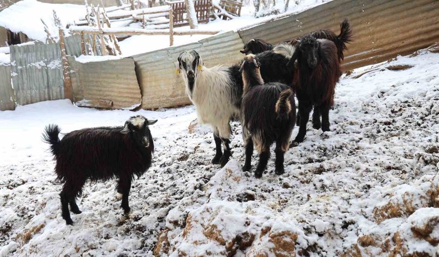 Hayvan üreticilerinin kurtlarla başı dertte