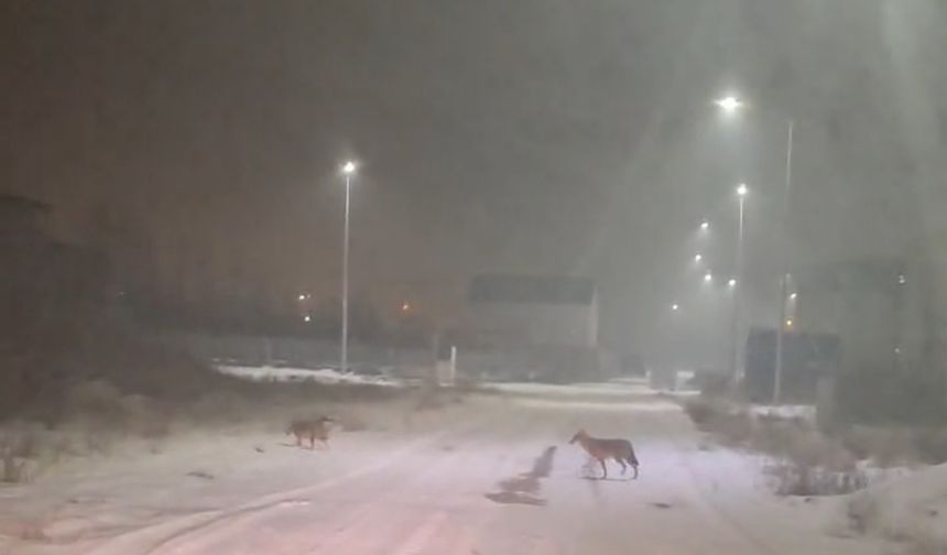 Iğdır'da kurtlar yerleşim yerlerine indi