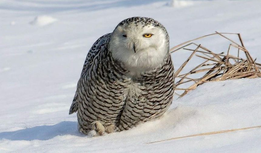 İzmirli doğa fotoğrafçısı Şimşek, Amerika'da kar baykuşunu fotoğraflamayı başardı