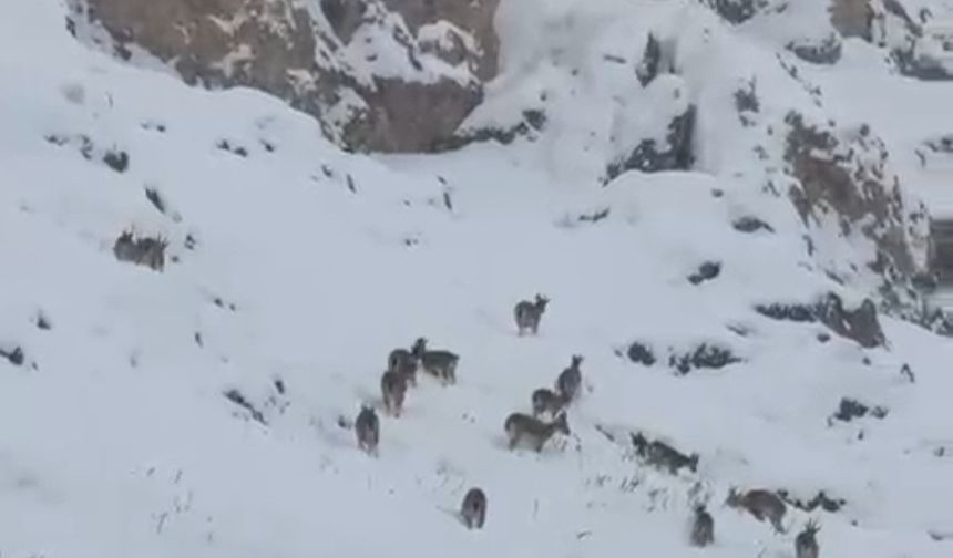 Kar üzerinde otlanan dağ keçileri sürü halinde görüntülendi