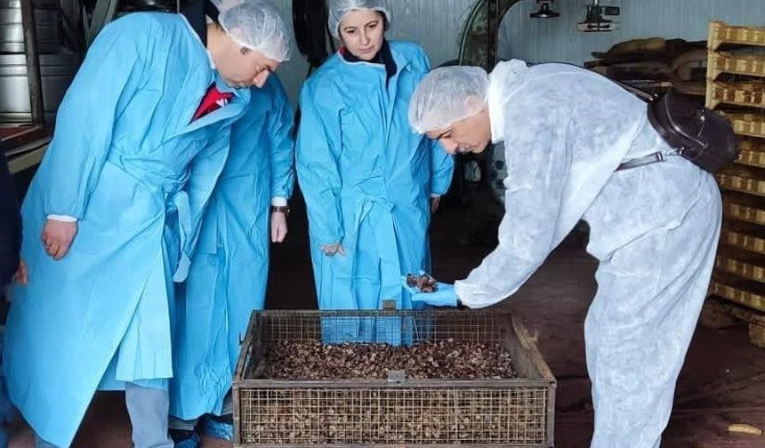 Mama hammadde üretim tesisinde inceleme