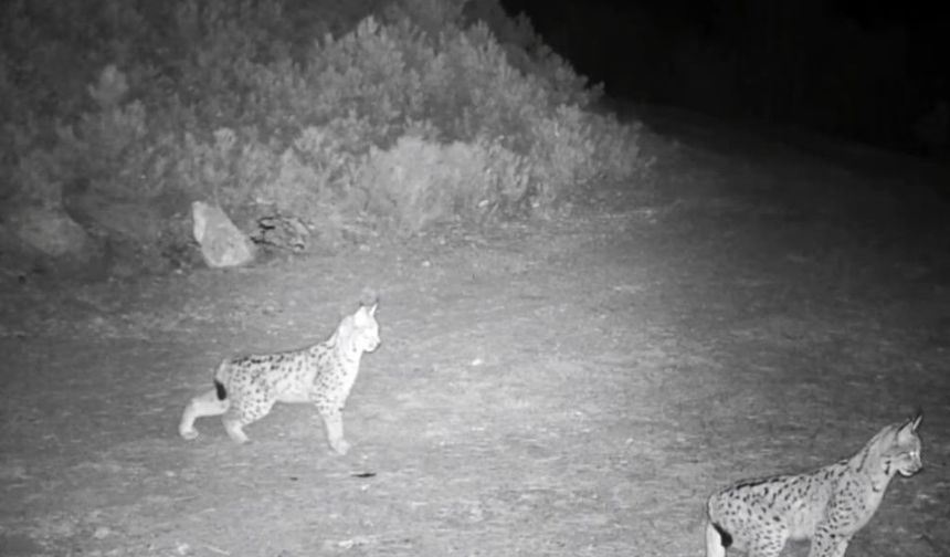 'Ormanın hayaleti' vaşak görüntülendi