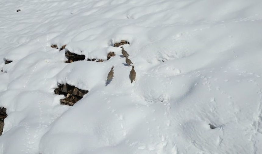 Şırnak'ta keklikler sürü halinde yiyecek aradı