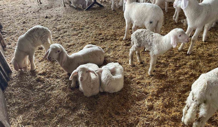 Soğuk havalarda gerçekleşen doğumun ardından üreticilerin yüzü güldü