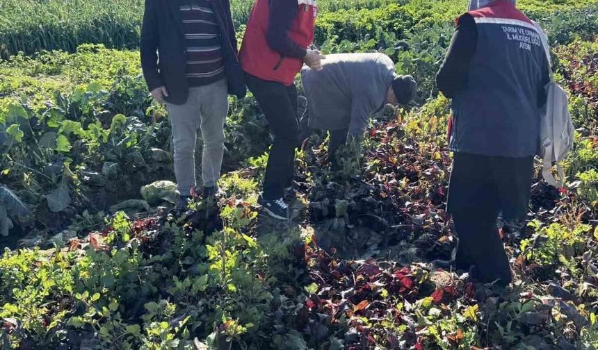 Tarımda kimyasalsız üretime yerinde inceleme