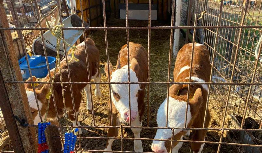 Üçüz buzağılara altınlı tebrik