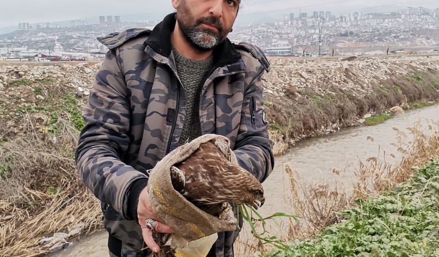 Yaralı şahin kurtarıldı