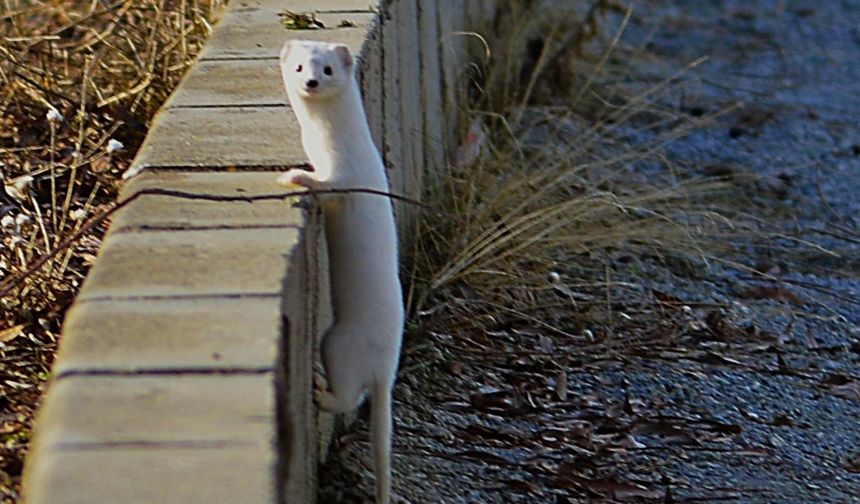 Tatvan sahilinde 'Beyaz Gelincik' görüntülendi