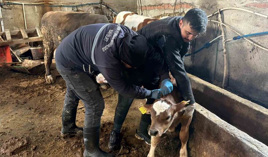 Bayburt genelinde şap, brusella aşılamaları ve küpeleme çalışmaları sürüyor