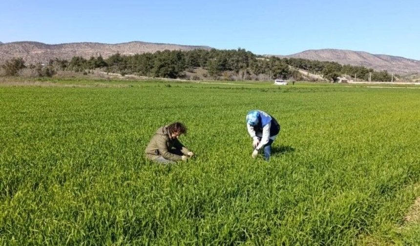 Bilecik'te buğday ekili alanlar denetlendi
