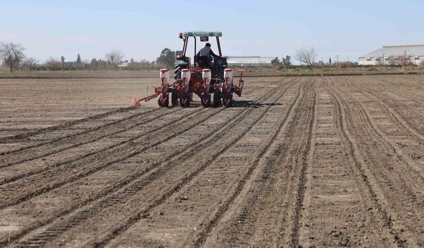 Çukurova'nın bereketli toprakları mısır ve ayçiçeği tohumları ile buluştu