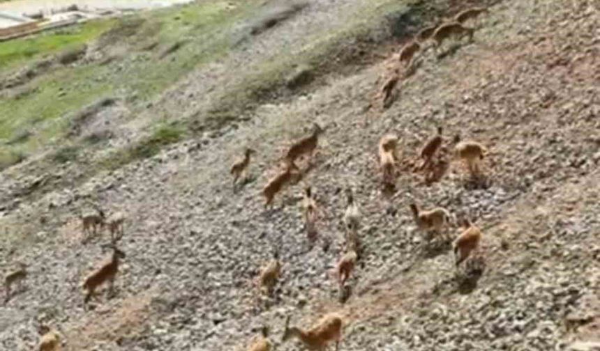 Dağ keçileri Palu Kalesi'nde