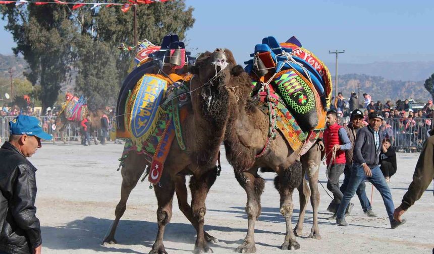 Deve güreşi takvimi belli oldu