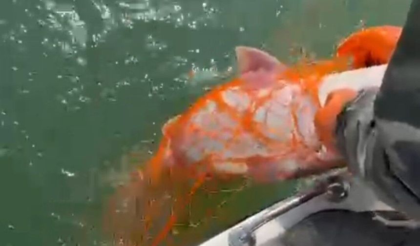 Elazığ'da 30 kiloluk dev Fırat turnası yakalandı