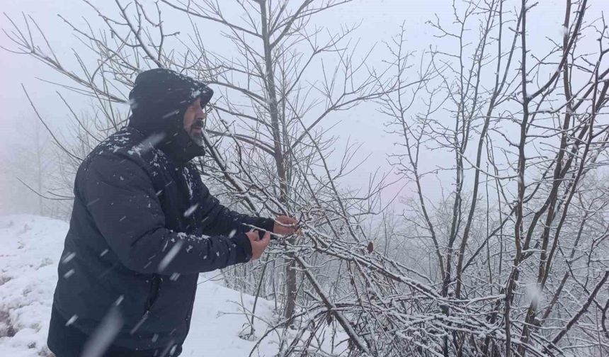 Kar altında kalan fındık bahçeleri, üreticileri tedirgin ediyor