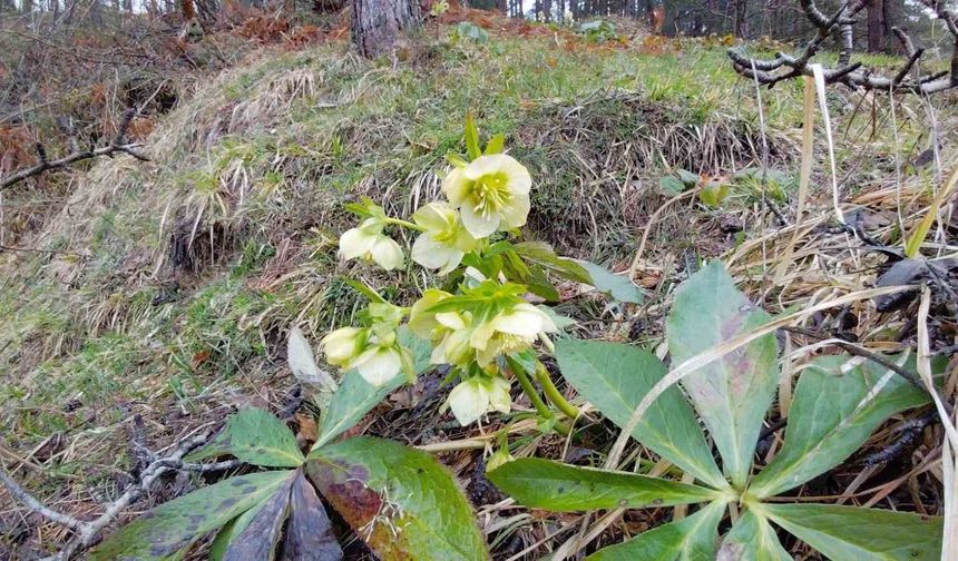 Karlar eridi, dereler coştu: Çiçekler açtı
