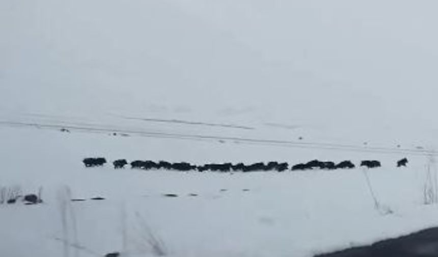 Karlı arazide ilerleyen domuz sürüsü görüntülendi