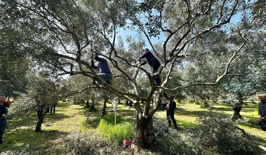 Koçarlılı üreticilere uygulamalı budama eğitimi