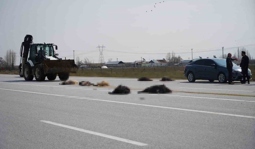 Muş-Bingöl karayolunda SUV tipi araç keçi sürüsüne çarptı: 10 hayvan telef oldu