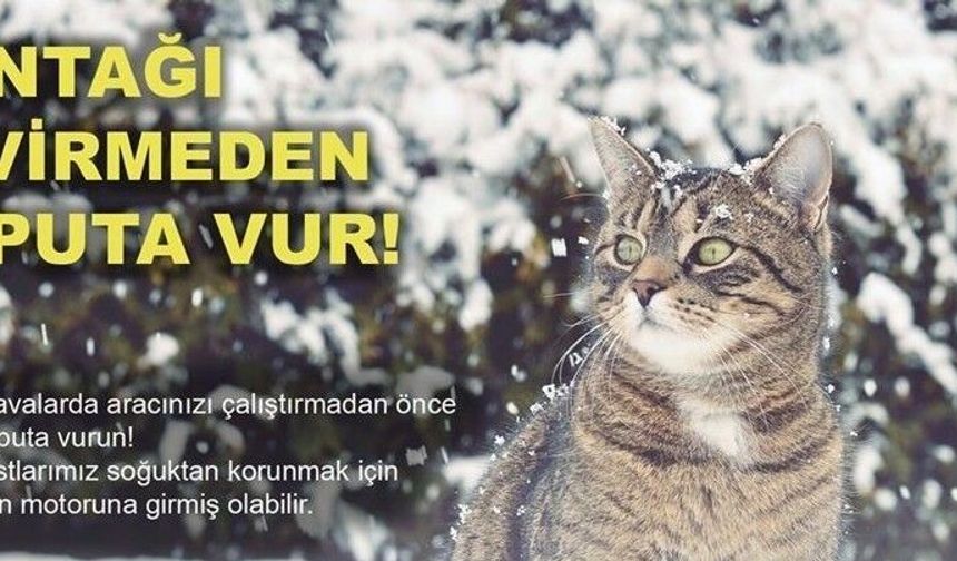 Soğuktan korunmak için girdiği araçta sıkışan kedi kurtarıldı