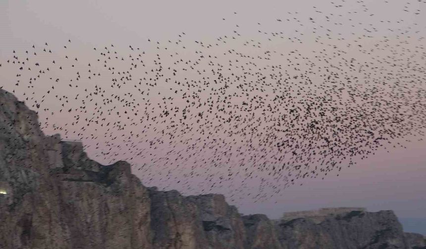 Van Kalesi'nde eşsiz bir gösteri: Sığırcık kuşları havada dans etti