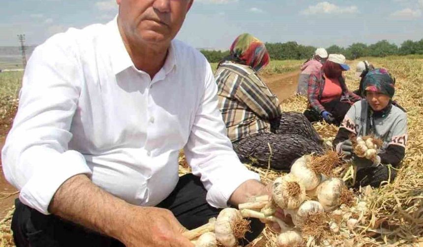 AB Tescilli Araban Sarımsağı dünya devleri arasında 5'inci seçildi