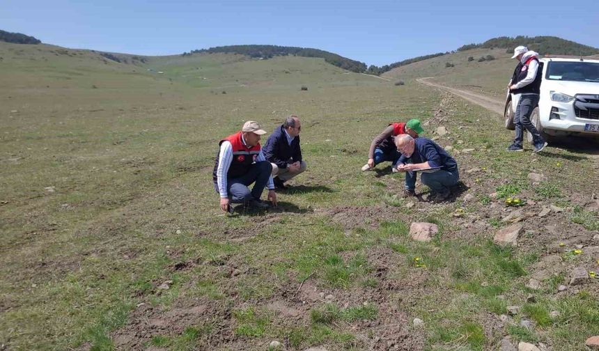Amasya'nın mera ve yaylalarında otlatma kapasitesi incelemesi