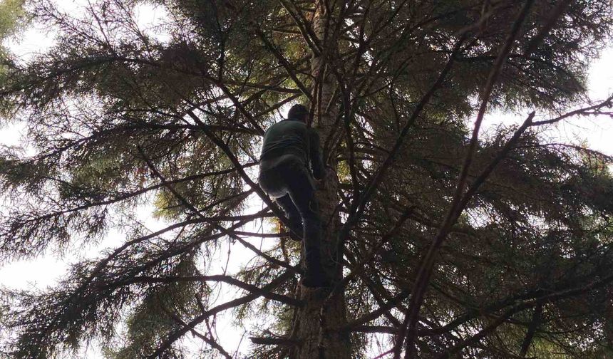 Artvin'de 40 metrelik göknar ağacının tepesine takılan dronu böyle kurtardılar