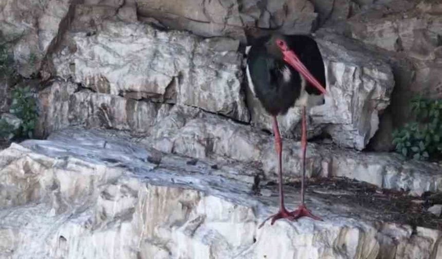 Artvin'de kara leylek görüntülendi