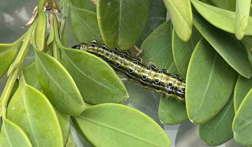 Artvin'de şimşir güvesine karşı biyolojik mücadele sürüyor