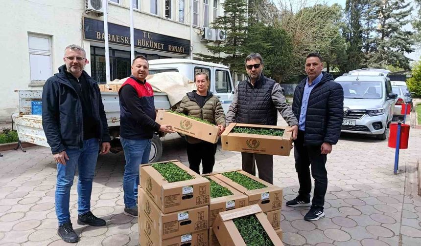 Babaeski'de üreticiye 2 bin kırmızı domates fidesi verildi