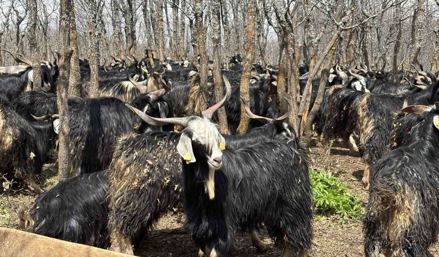 Bingöl'de soğuklar yaylaya çıkışı geciktirdi: Hayvanlar besiye alındı