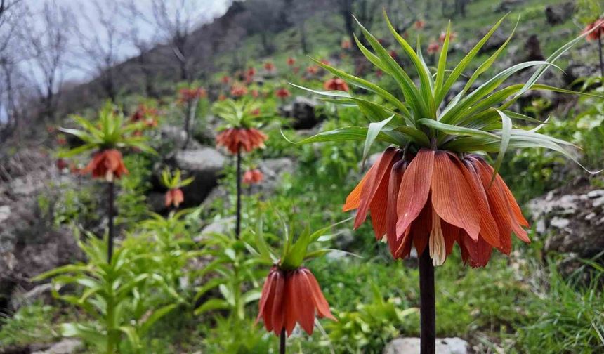 Bingöl'de ters laleler görsel şölen sunuyor: Koparmanın cezası 700 bin TL