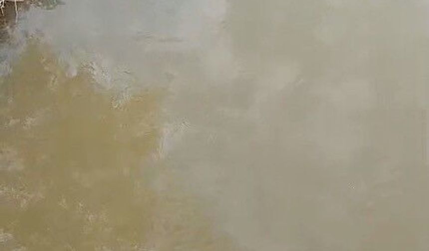 Bursa'da deredeki su samuru şaşırttı