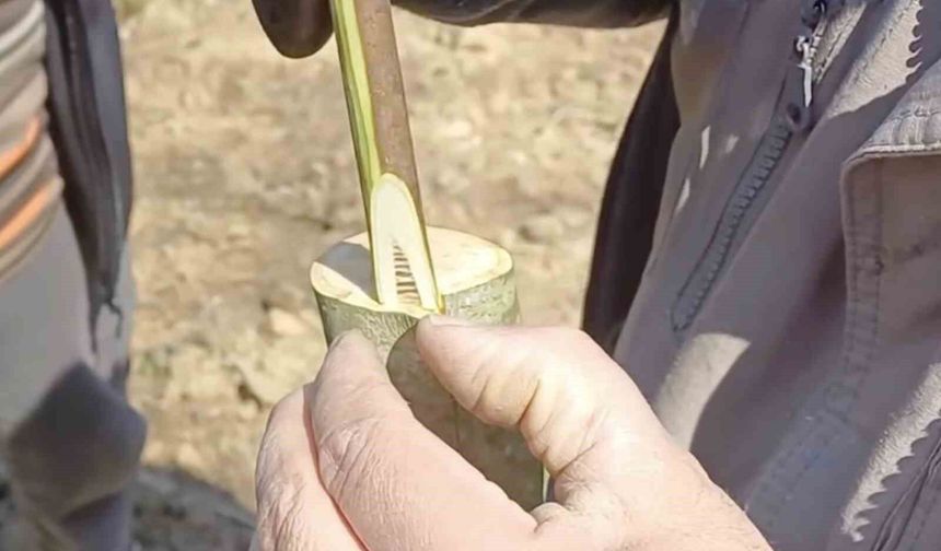 Çanakkale'de 'Aşı Akademisi'